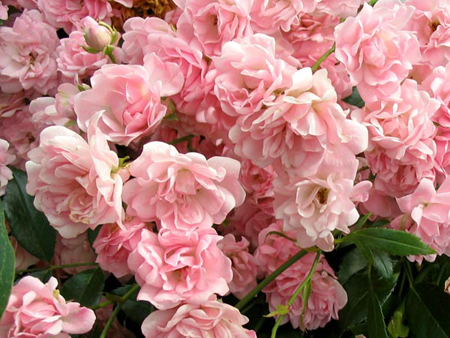 Pink Fairy Rose